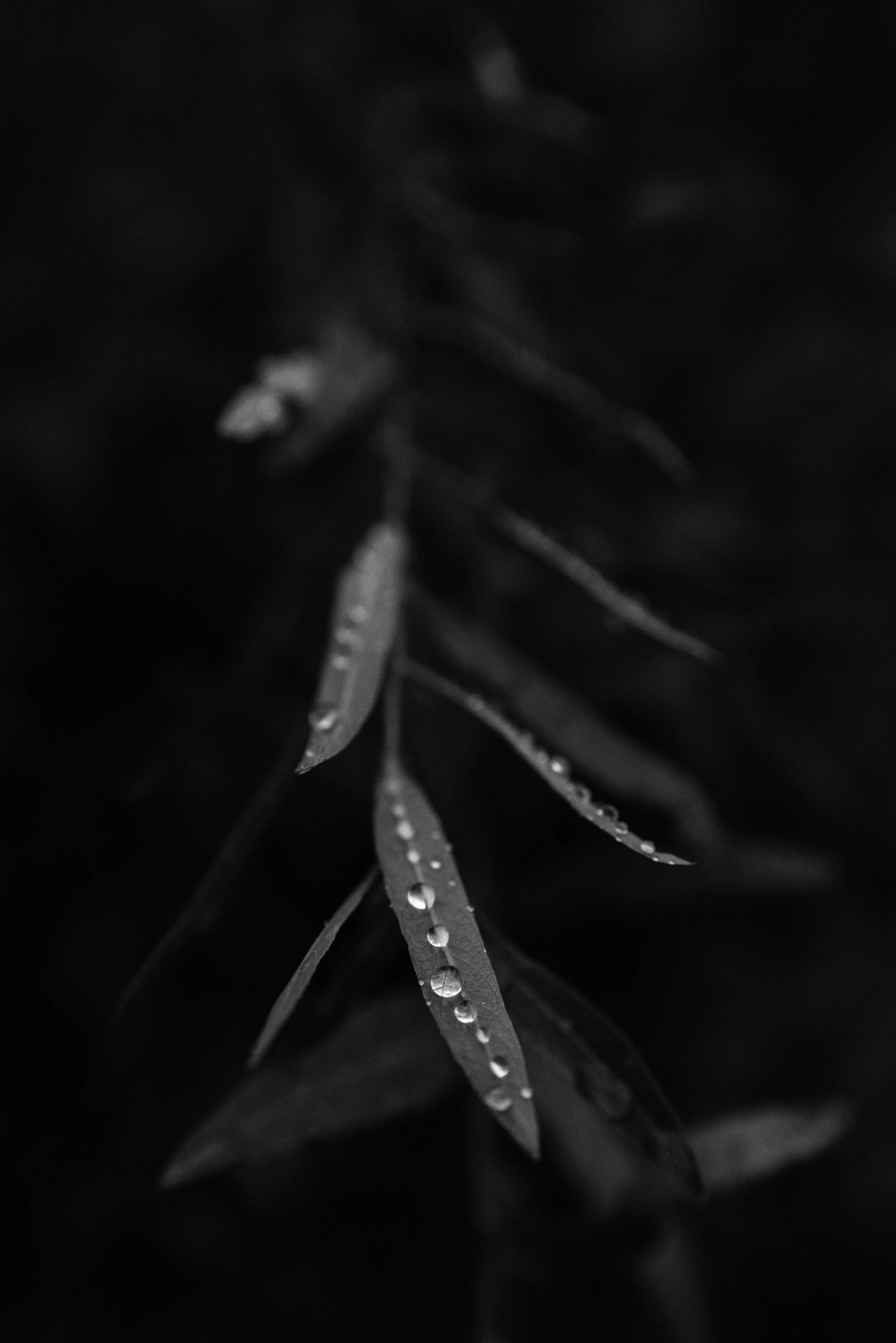Close-up of thin leaves with water droplets on a dark background. Trauma Informed Breathwork