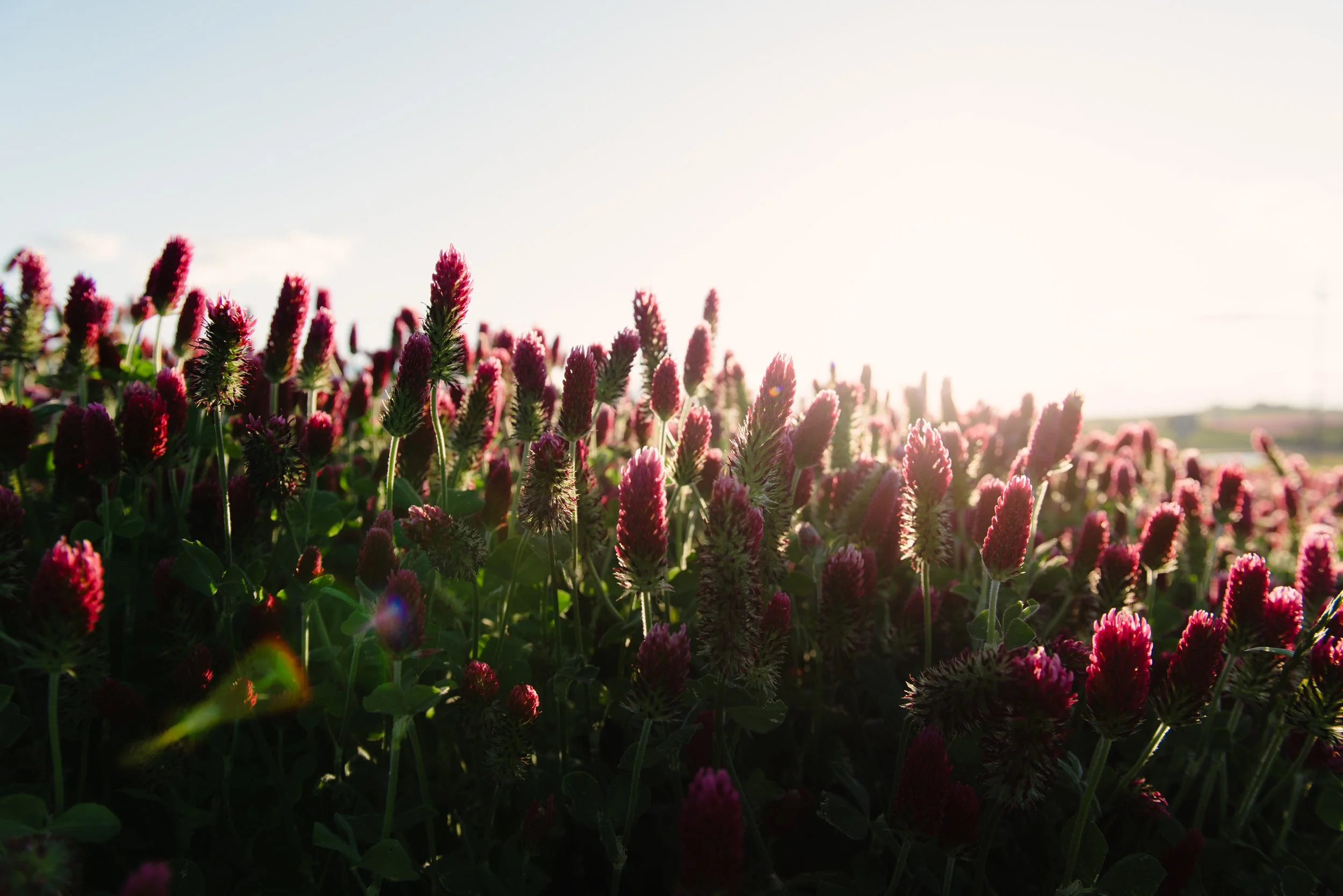 Field of pink and purple flowers under sunlight. - trauma informed embodiment coach portland