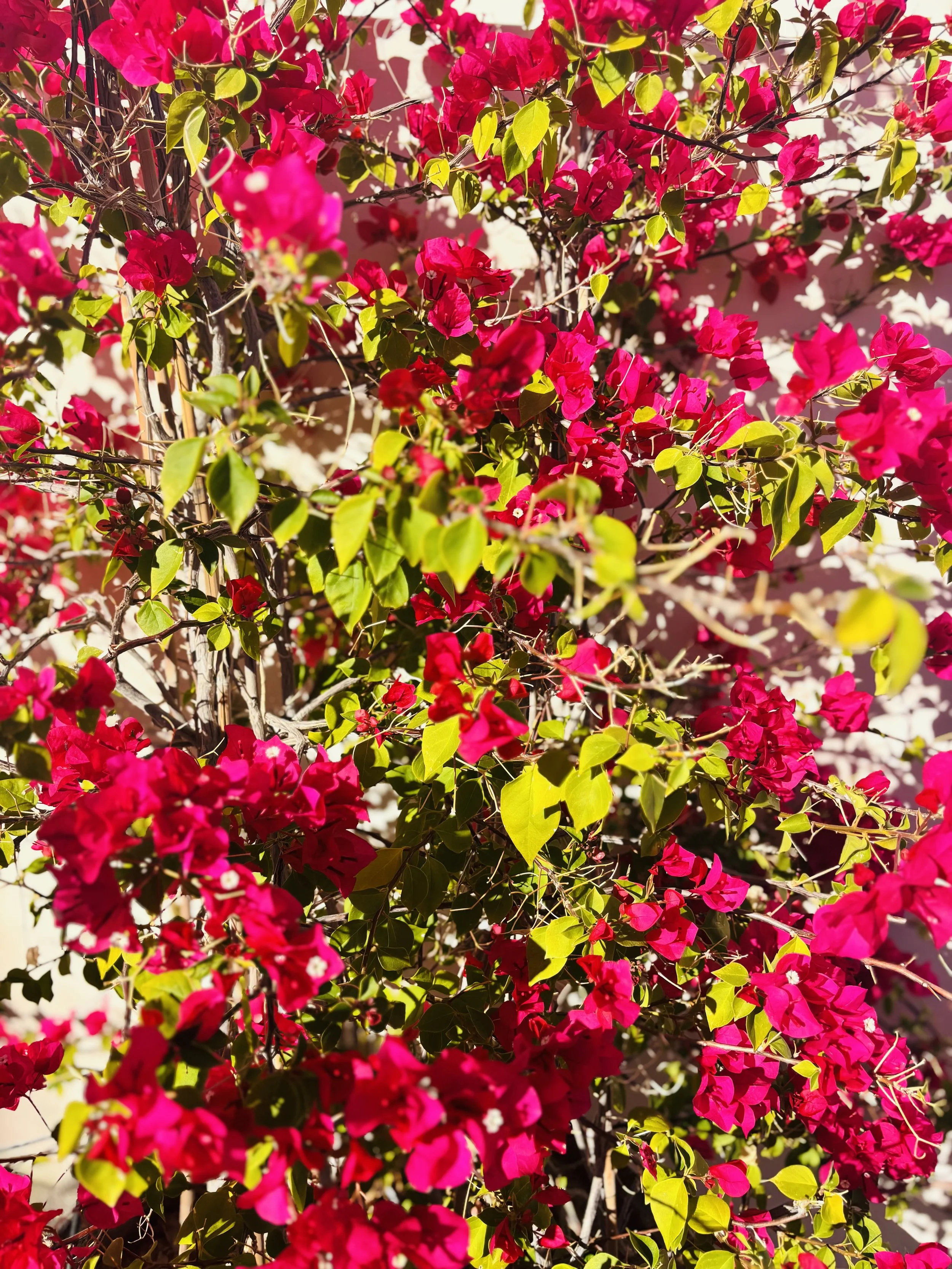IMG_7910.jpeg