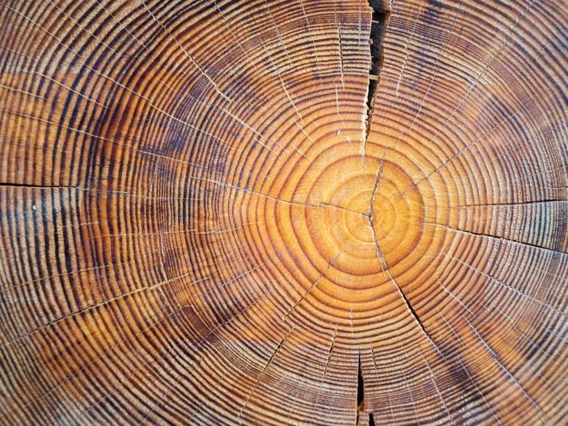Tree rings represent growth, resilience and history, something Jason wanted the final design to embody.