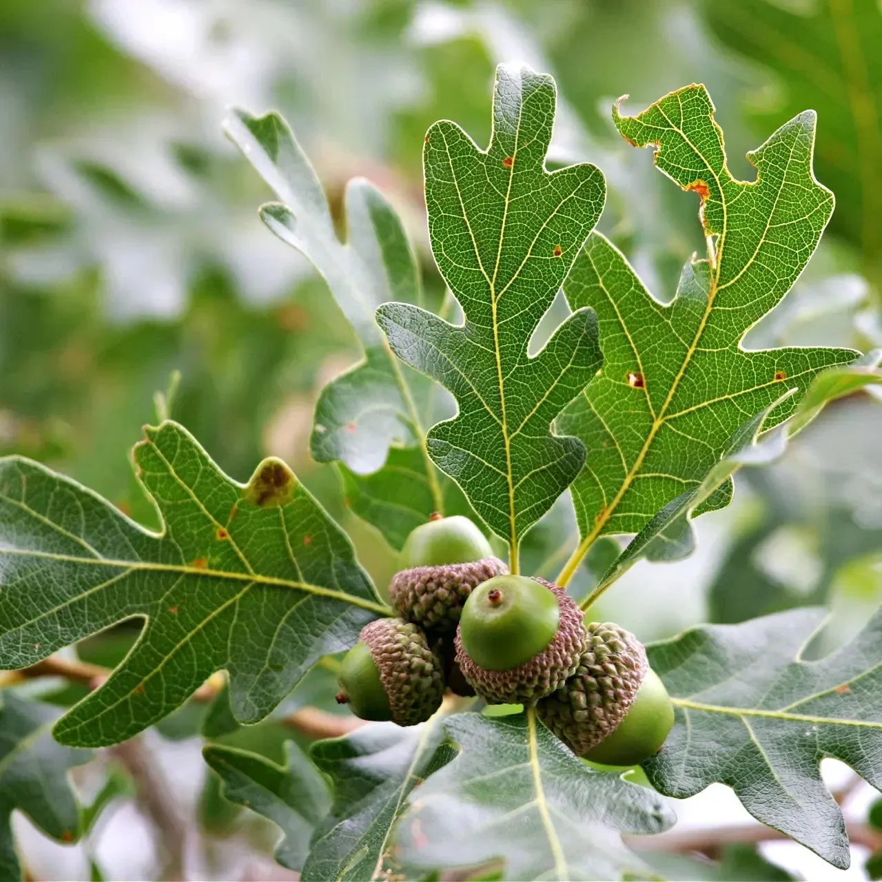 The way leaves fan around the acorns was the main inspiration for the final logo.