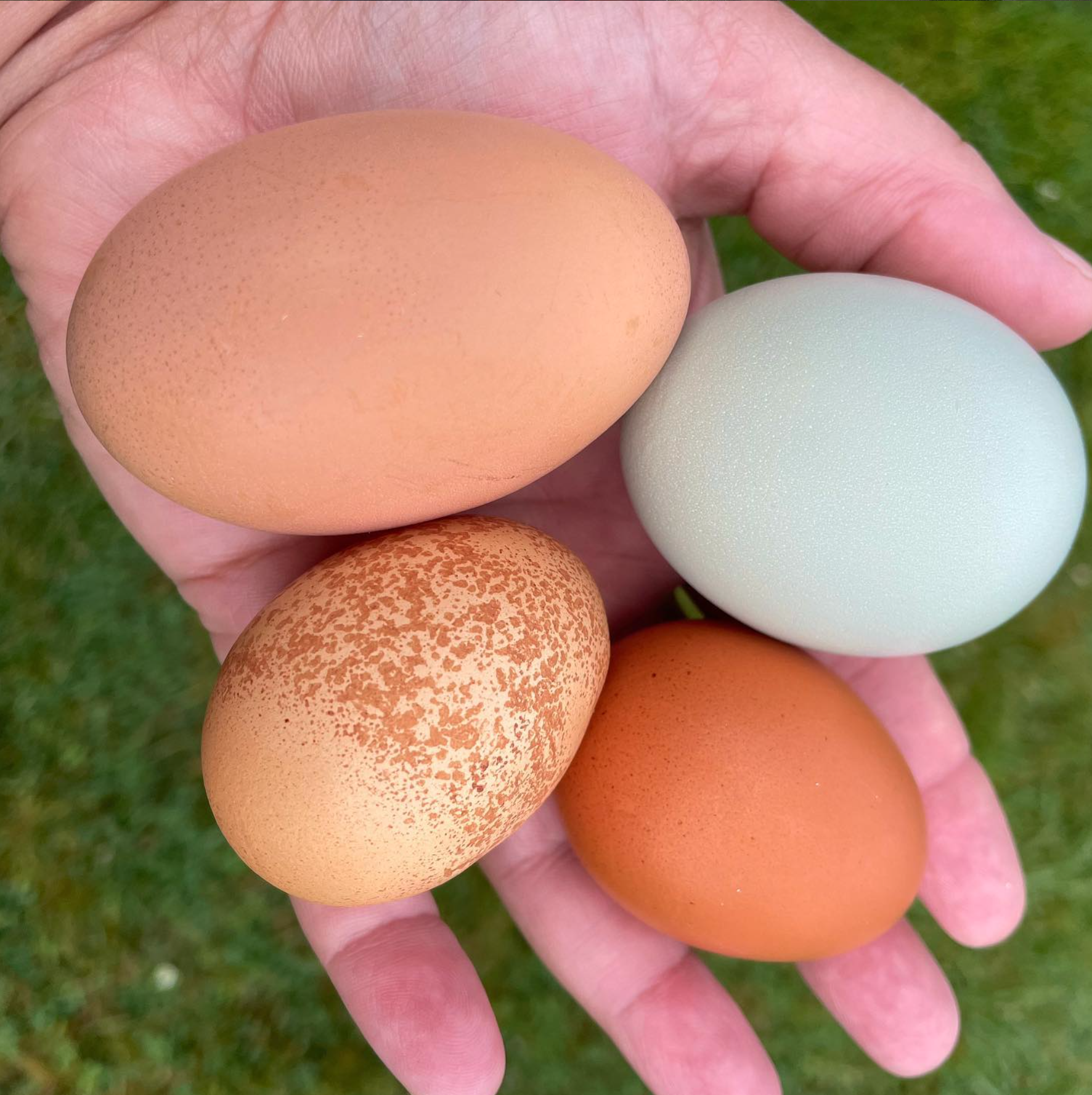 A beautiful selection of eggs from the chickens at Fieldstone Farm.