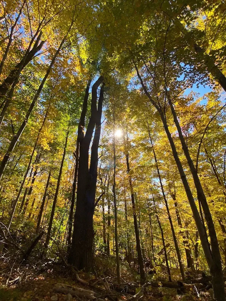 The woods surrounding Cascade Falls.