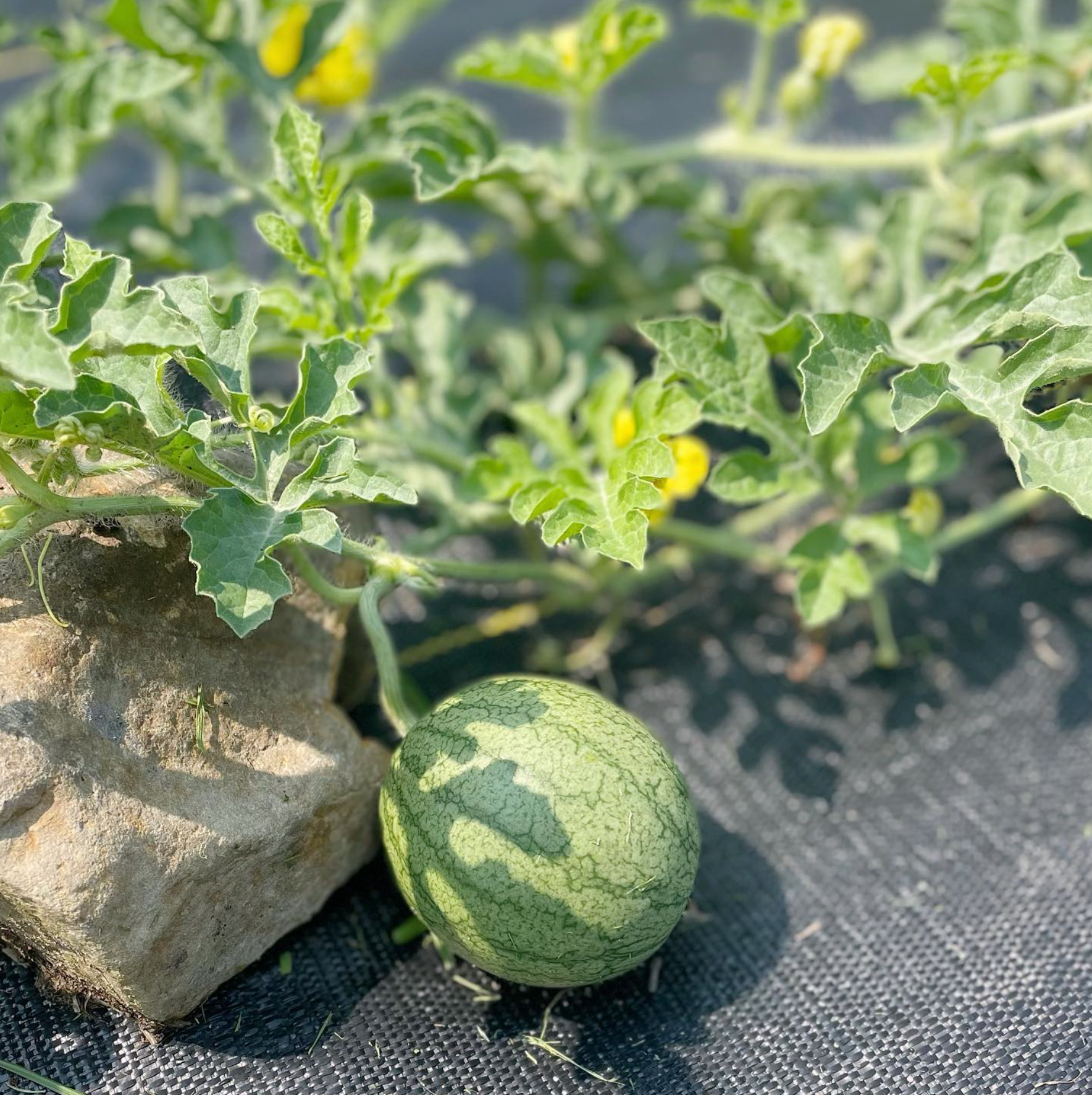A fieldstone resting by a small watermelon in the Gardners' garden.