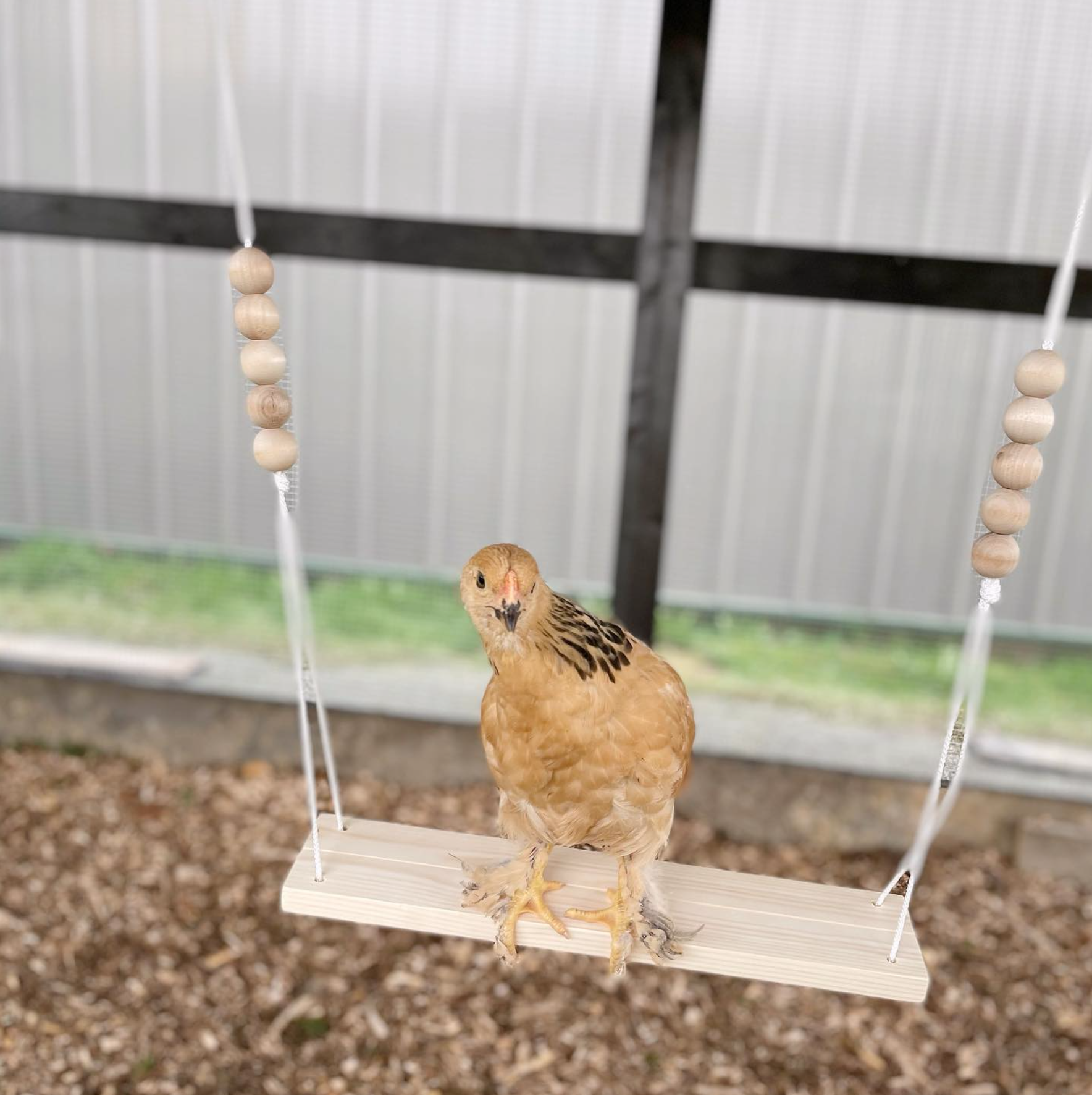 Dolly trying out her new swing in the chicken run!
