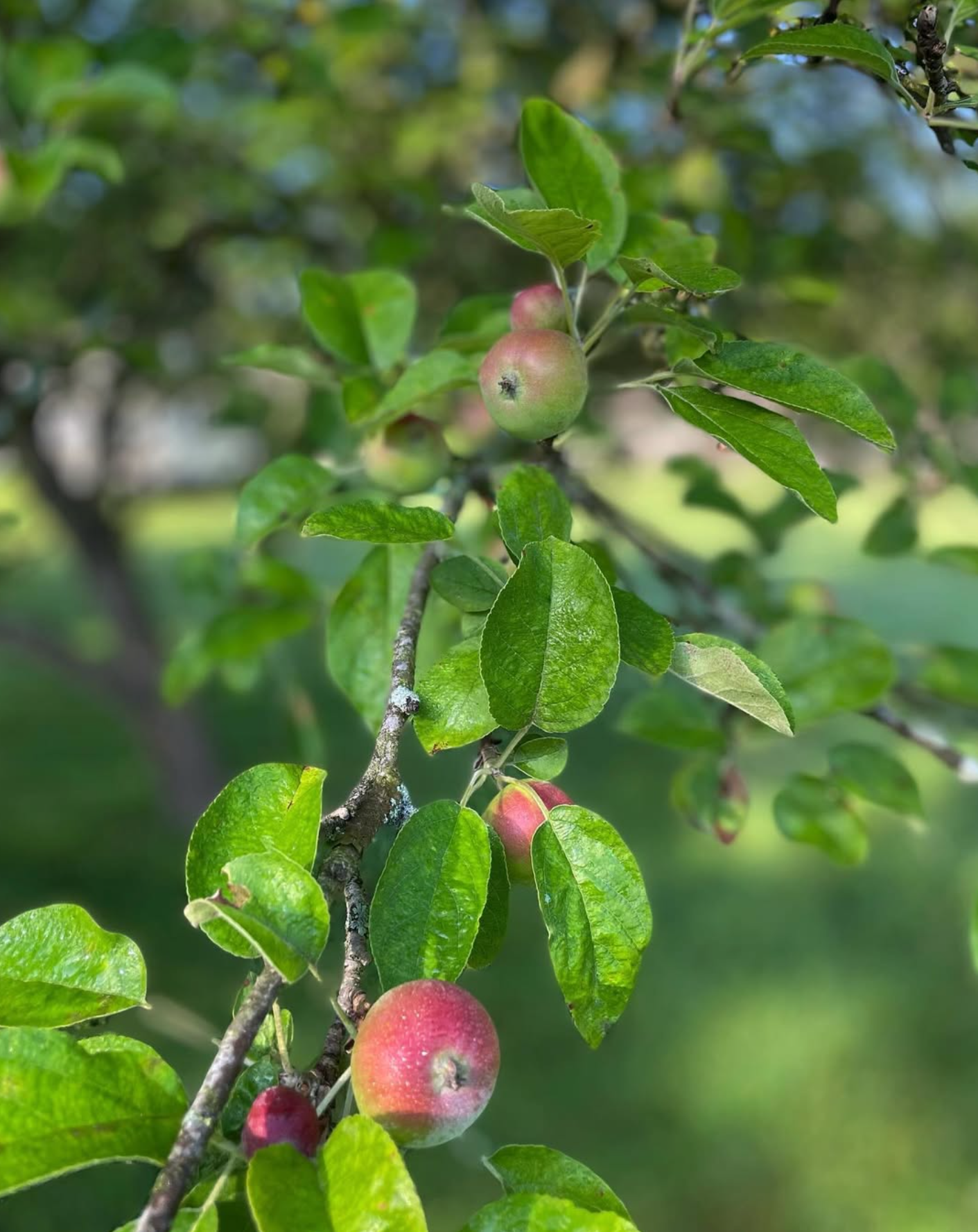 Apples growing in the Fieldstone Farm orchard.
