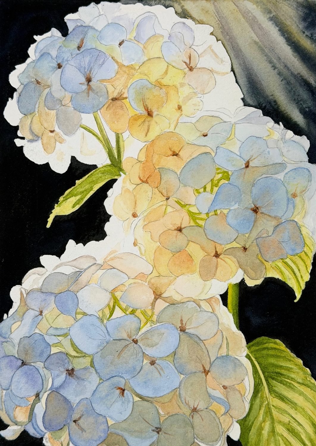 Backlit_Hydrangeas_WEB_1500px.jpg