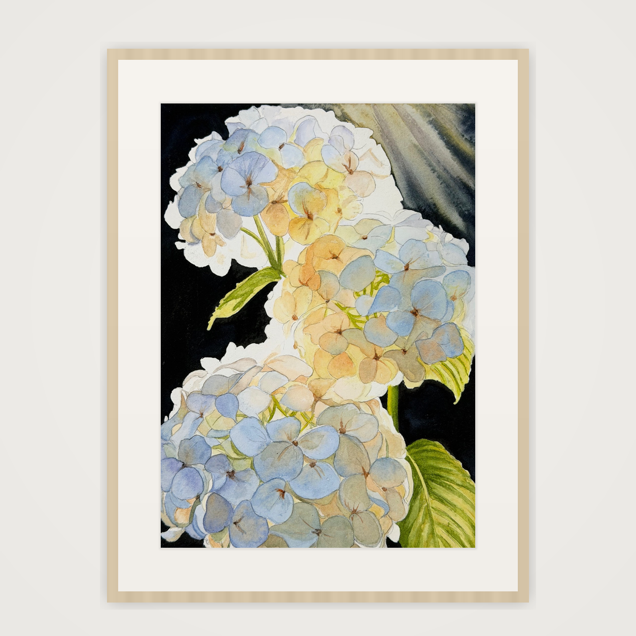Backlit Hydrangeas