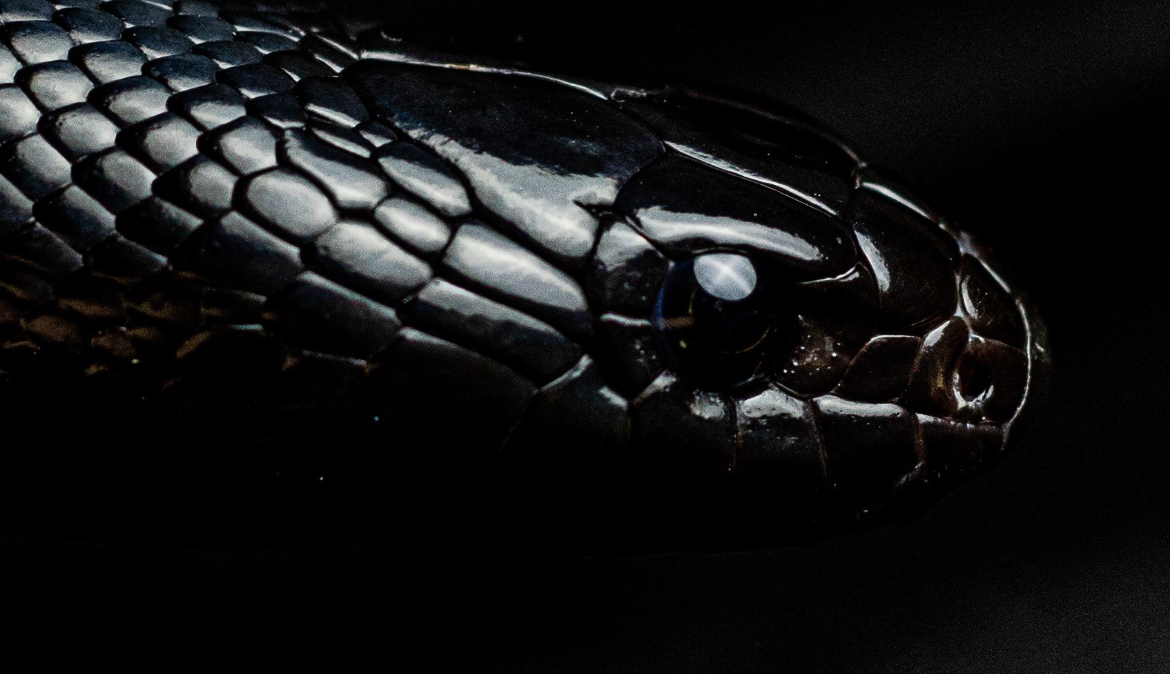 Close-up of a black and grey snake with shiny scales on a dark background.