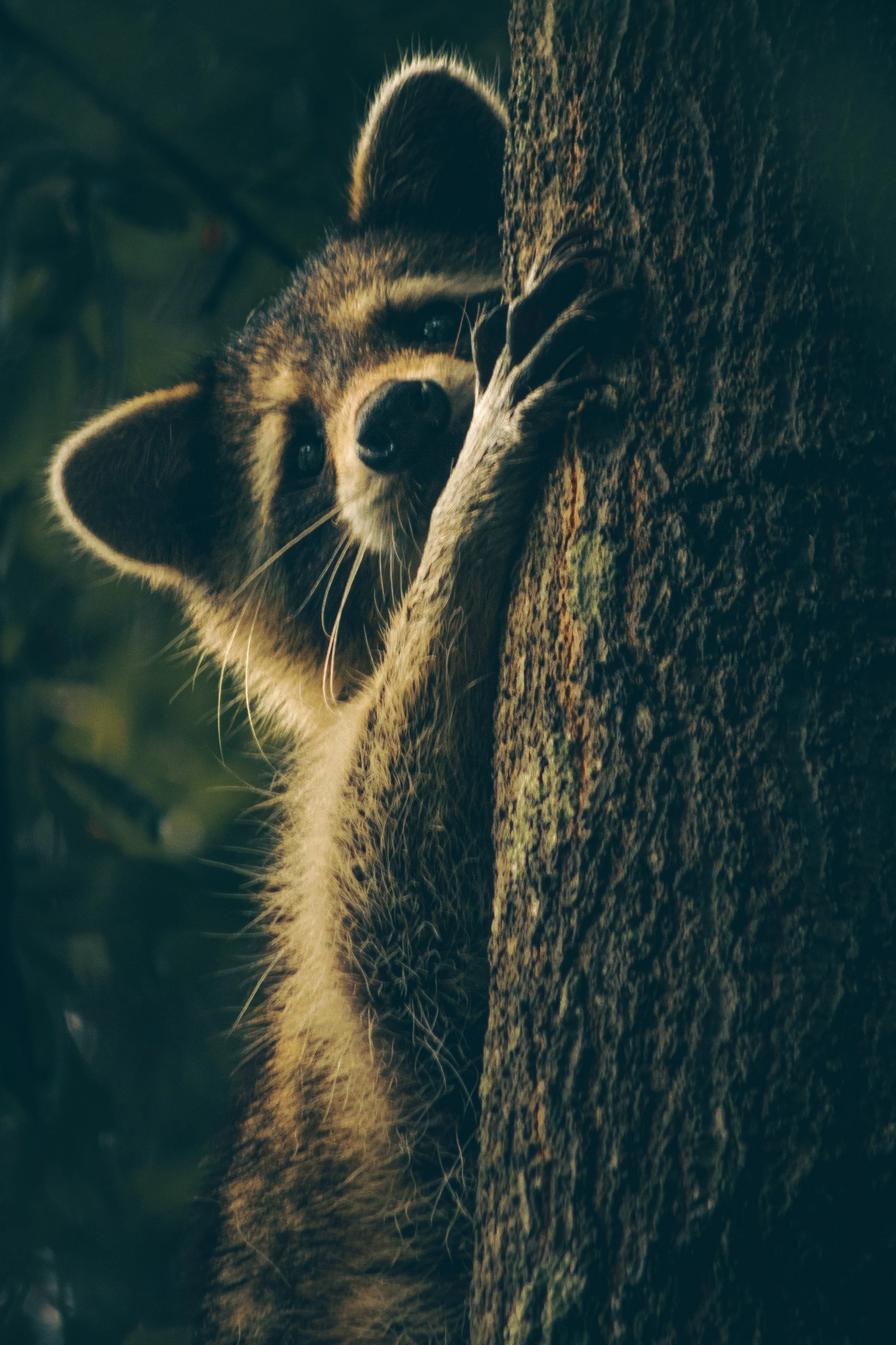 Young raccoon peeking out from behind a tree in a forest setting.