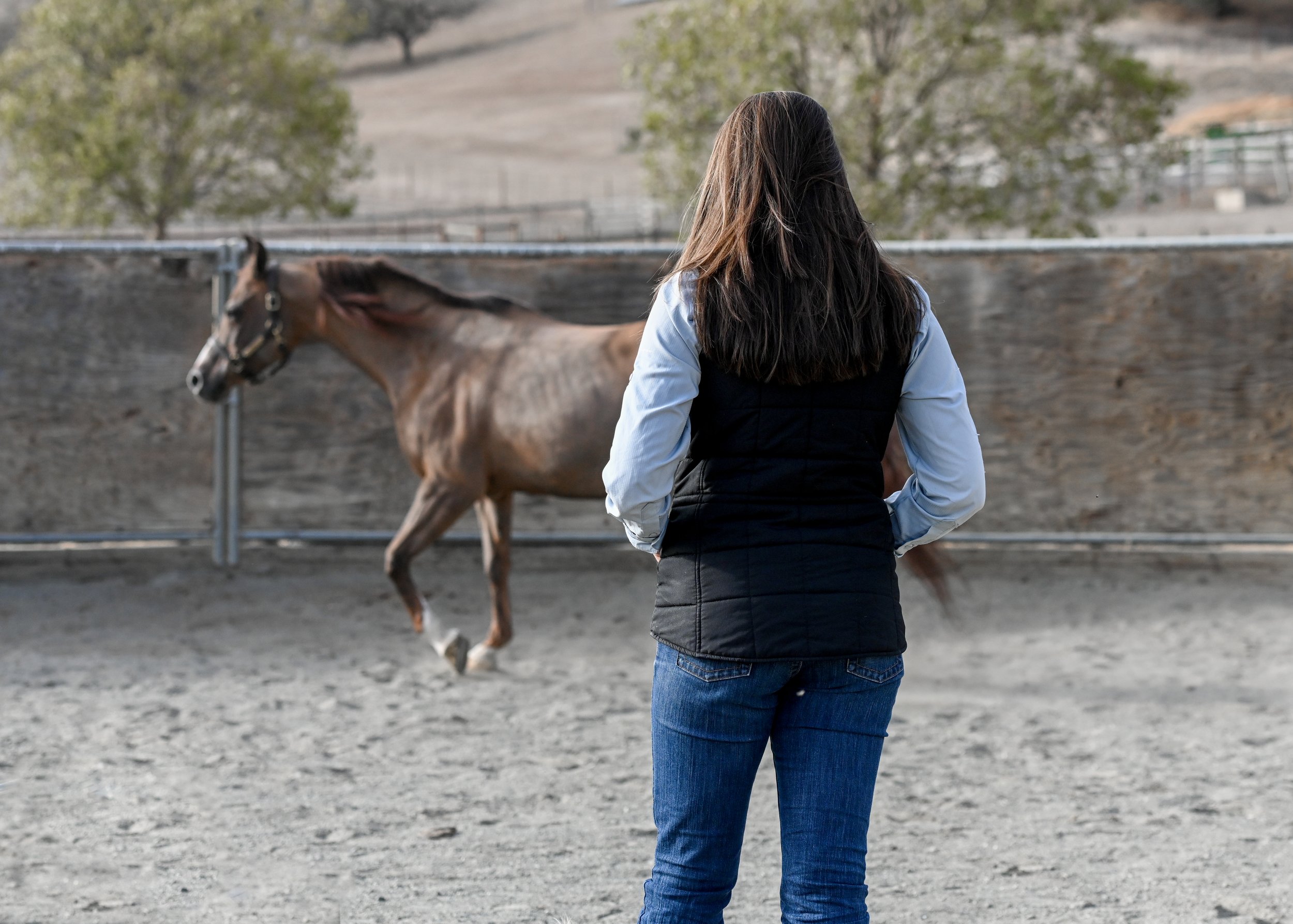 Services 3 — Premier Equine Veterinary Services