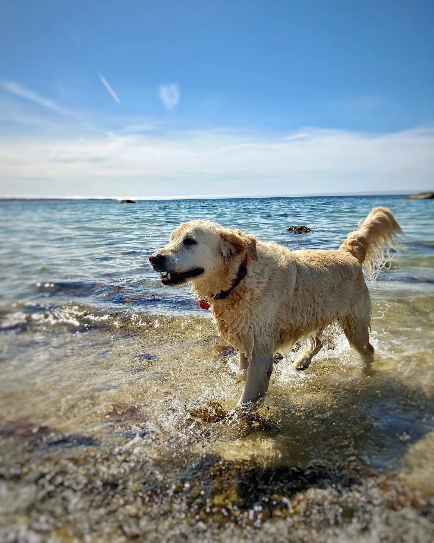 Resources for Martha’s Vineyard Pet Owners