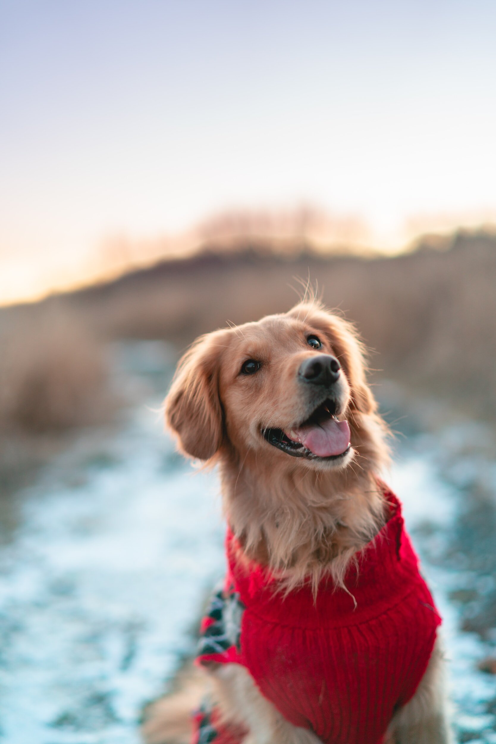 Barking Benefits: Why Hiring a Dog Walking Service is a Paw-sitively Hilarious Idea!