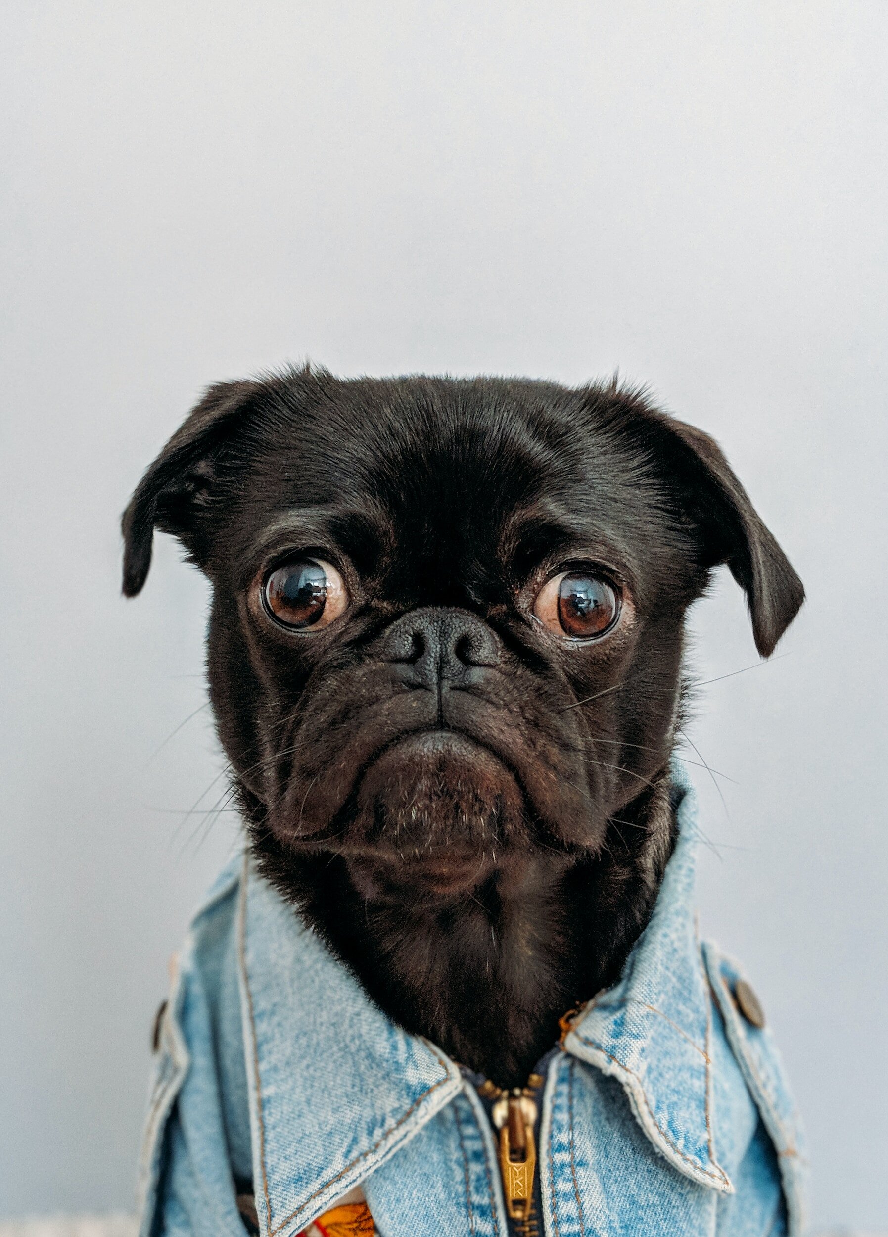 Doggy Drama: How to Keep the Park Fun and Furry-Friendly!