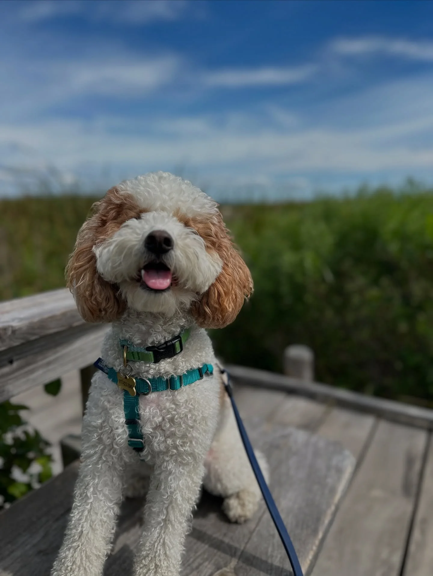 A happy, curly-coated dog with brown ears and white fur, sitting on a wooden bench outdoors, with a blue sky and green foliage in the background.