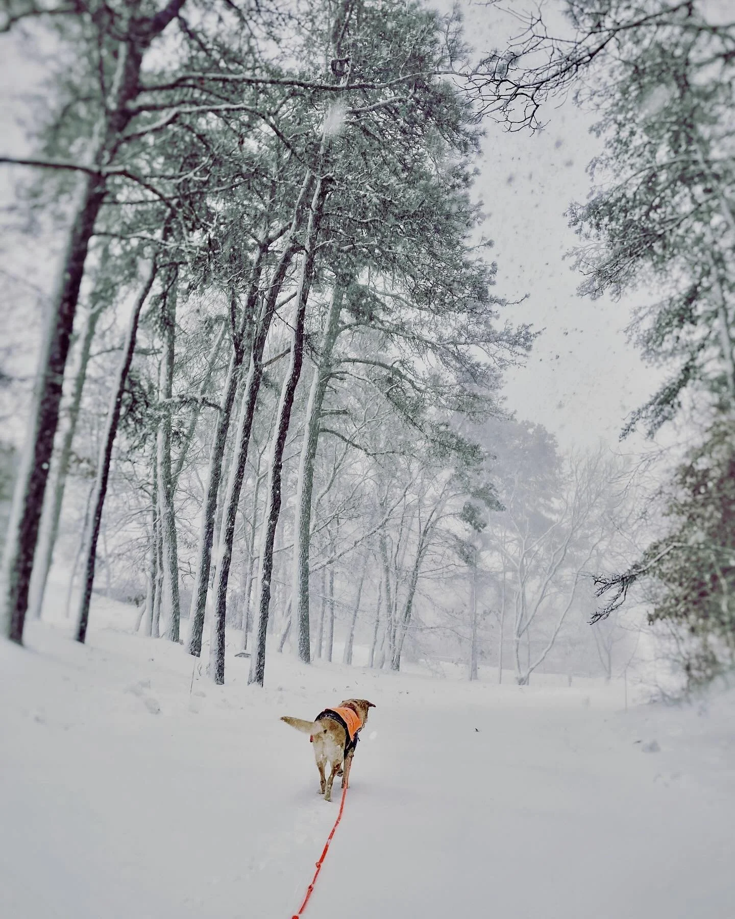 dog_walk_winter.jpg