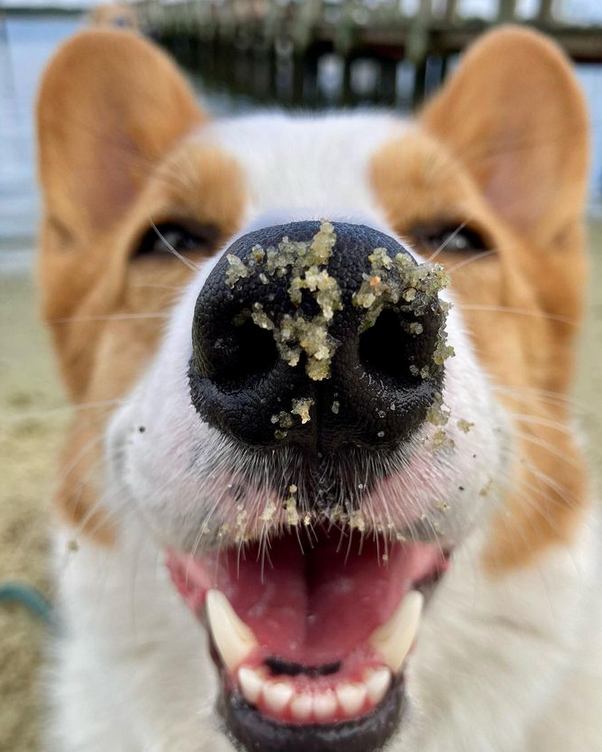 Dog-Friendly Travel Guide