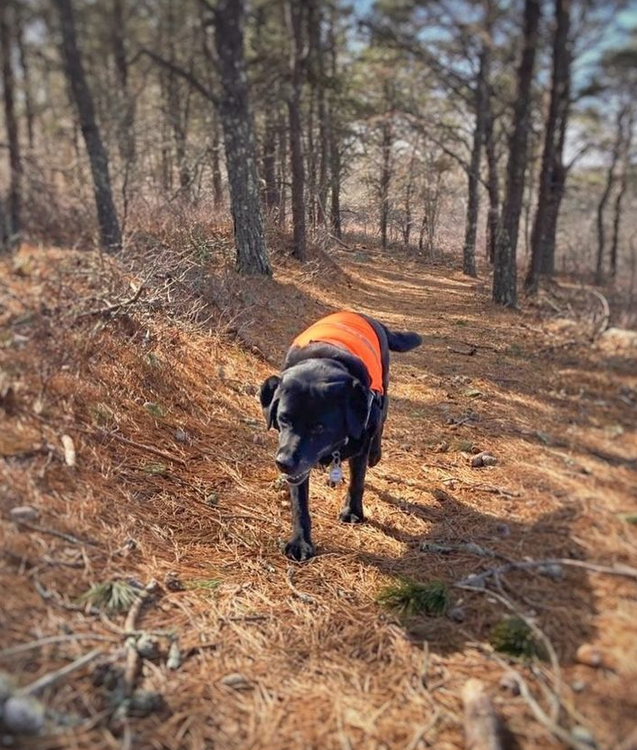 Screenshot 2022-12-24 at 17-09-45 Martha’s Vineyard Pet Sitter 🐕 (@alfrescotailsmv) • Instagram photos and videos.png