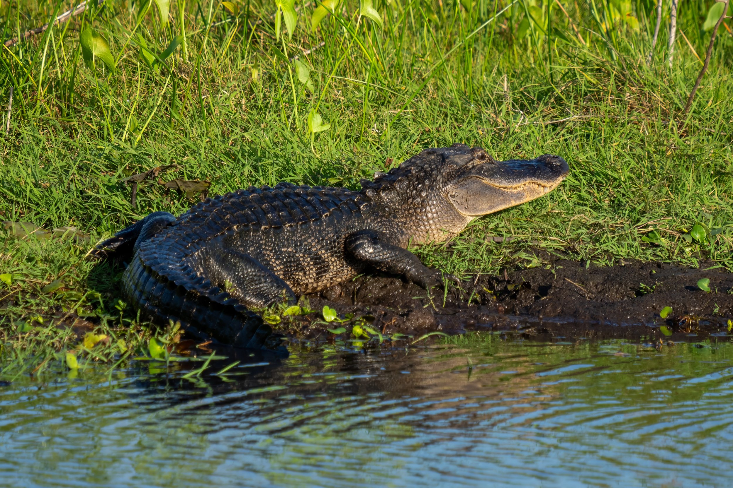 Lacassine National Wildlife Refuge, Alligators