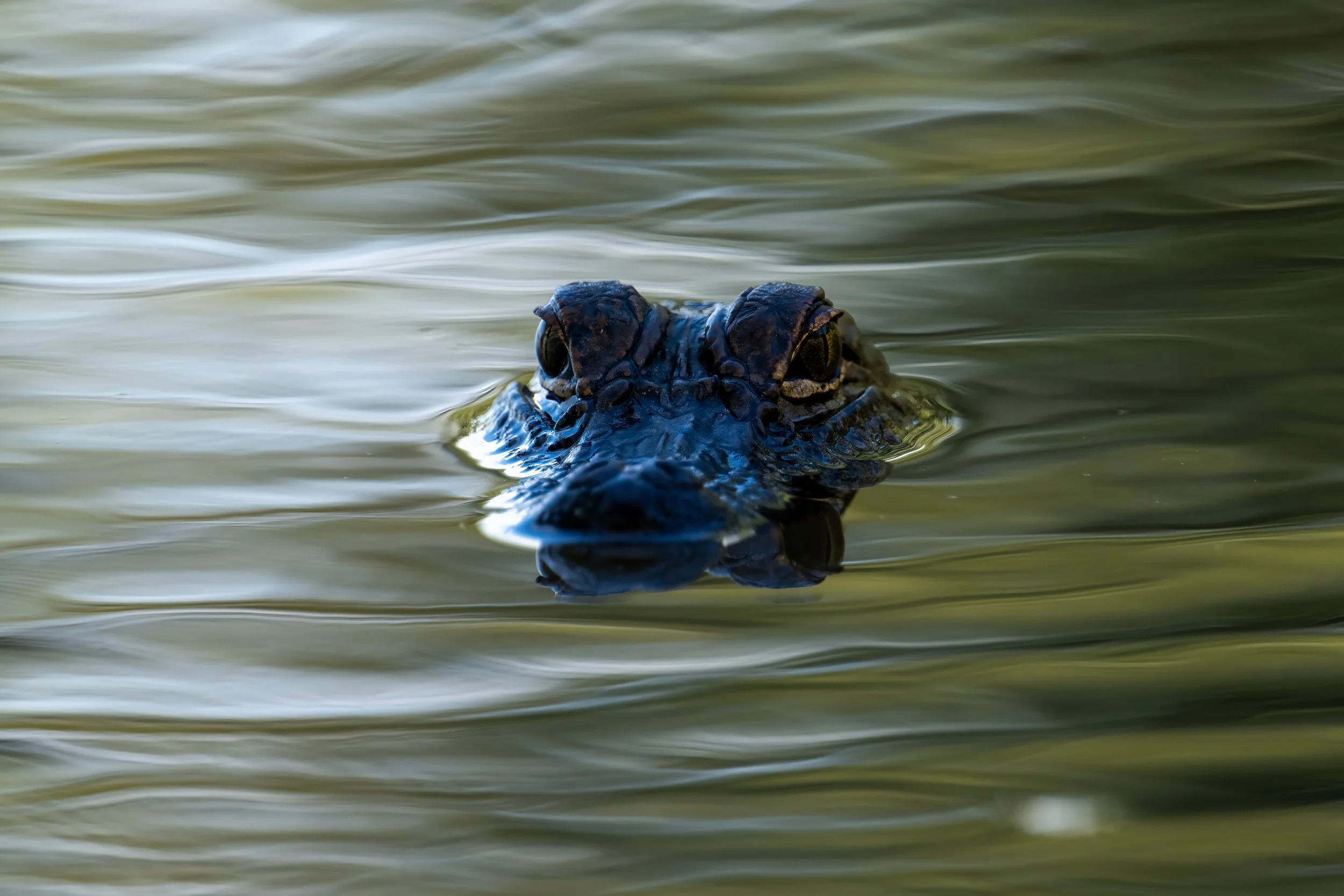 Kayaking with Alligators