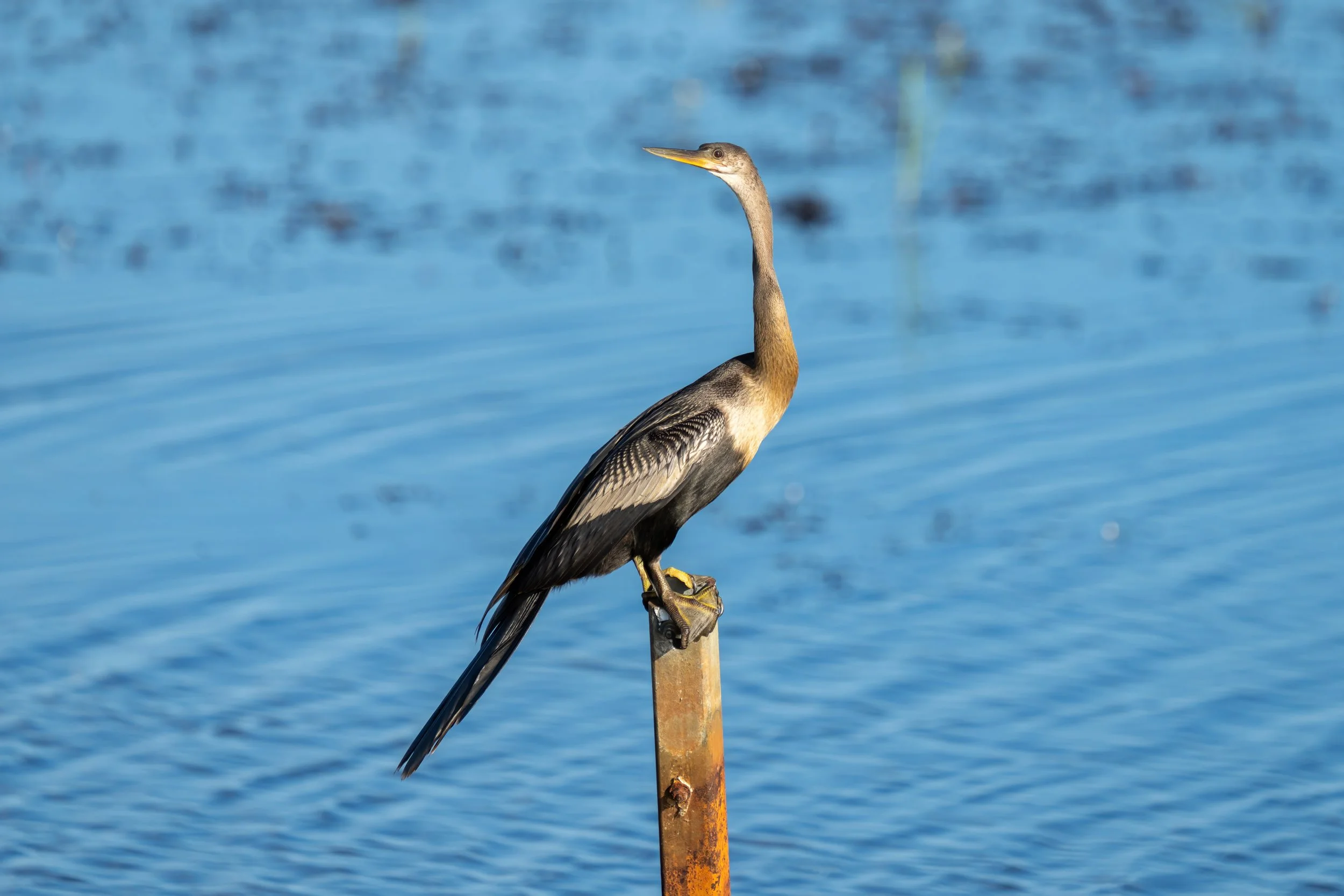 Lacassine National Wildlife Refuge, Birds