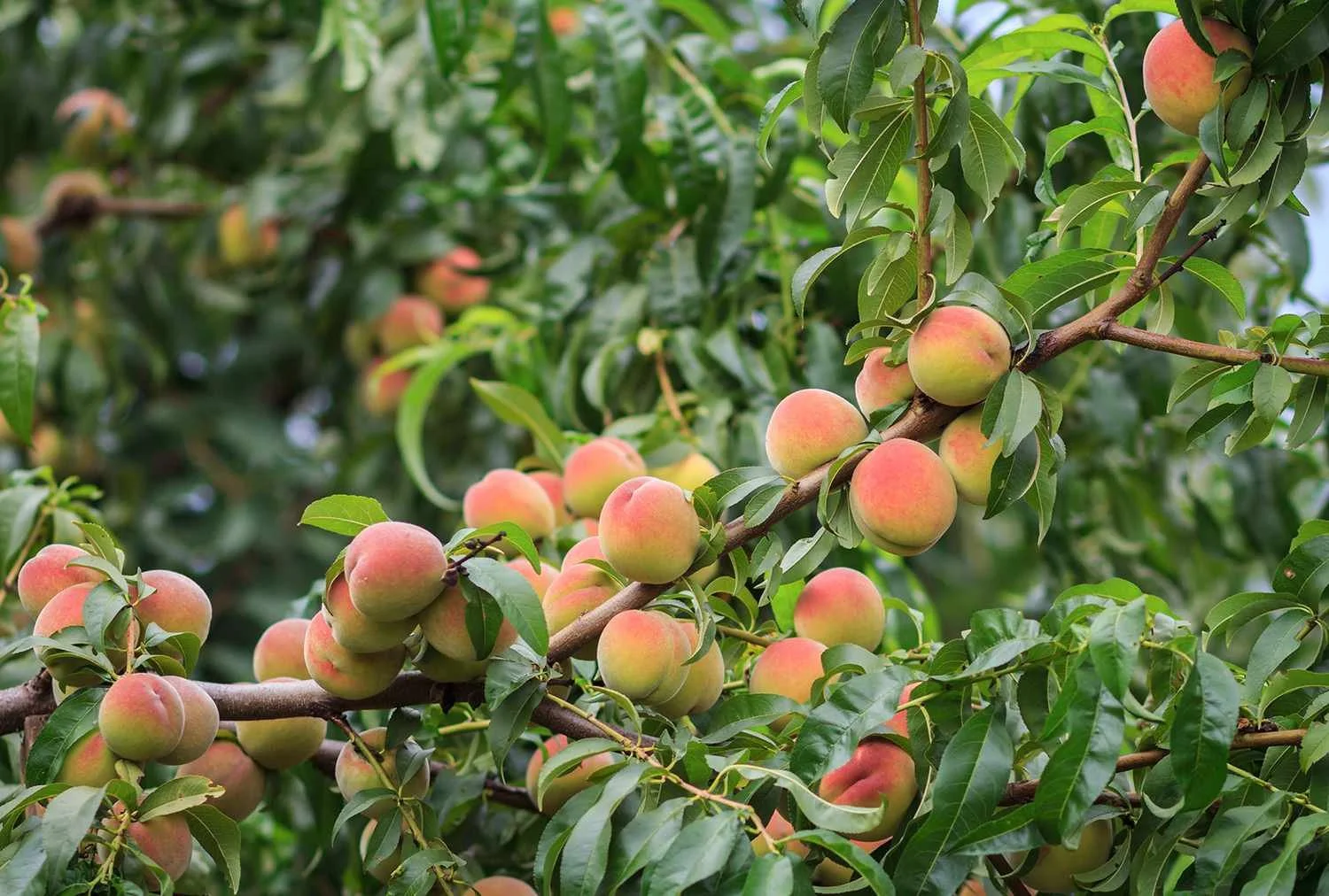 Peaches and Cream