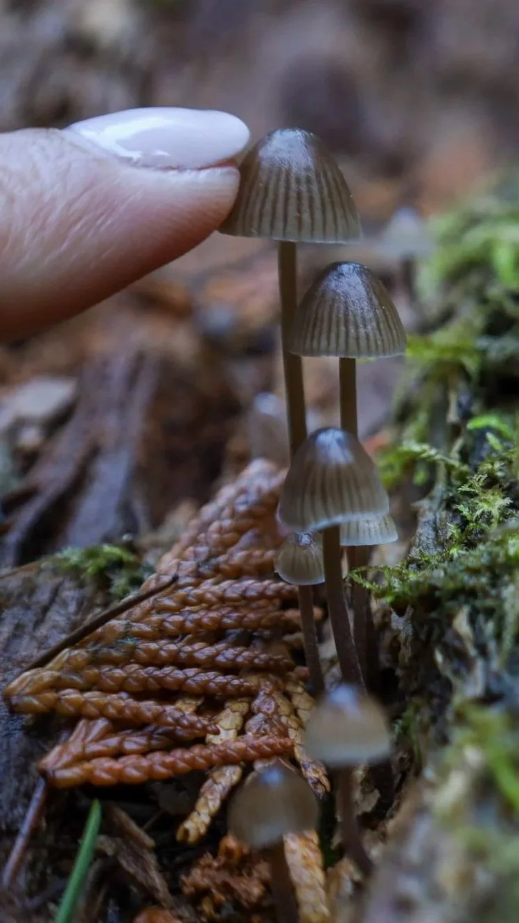 Team participating in guided forest therapy in Portland Oregon with ZEN:MNM