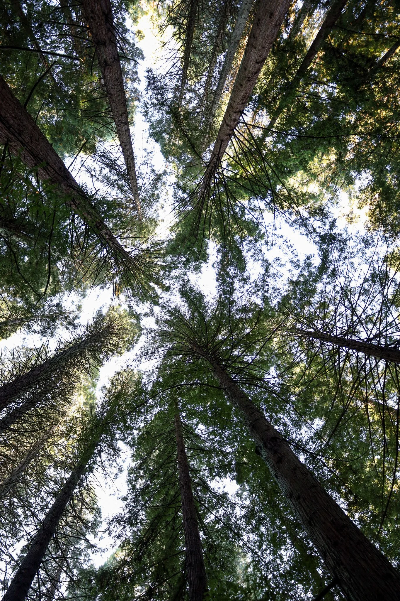 Forest Bathing in Portland, Oregon