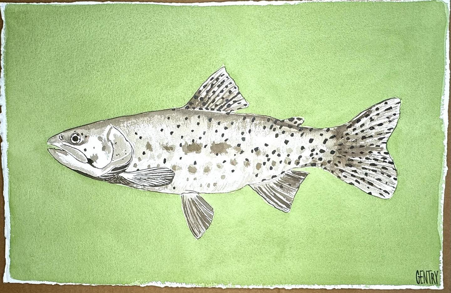 Graceful movement&hellip;

Trout are known for their streamlined bodies and distinctive speckled patterns. I love capturing the beauty and elegance of these fish with additions of vibrant colors and fluid strokes.
 
22 x 15
Ink and Watercolor Trout 
