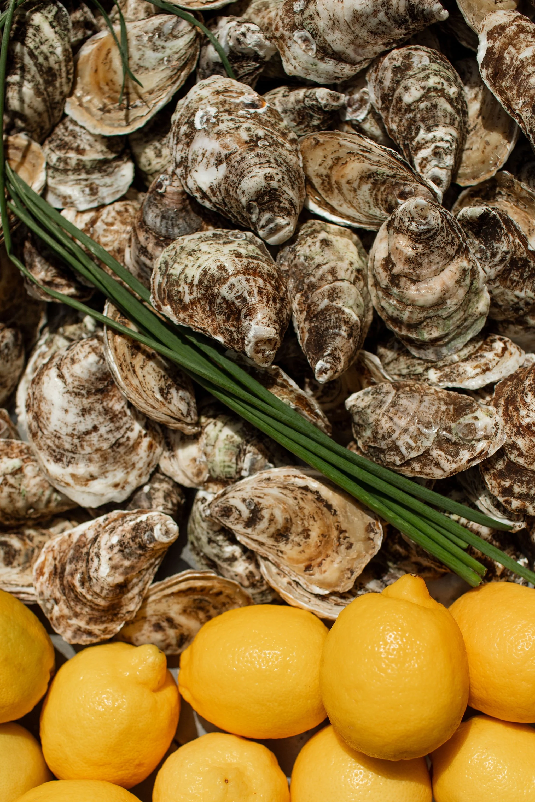 Close-up of fresh oysters with shells, some garnished with green chives, and a tray of bright yellow lemons beneath.