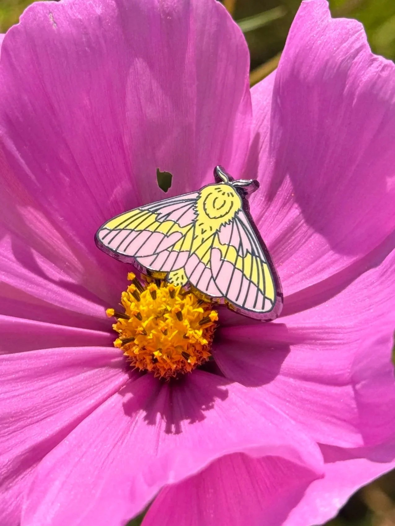 NEW Rosy Maple Moth