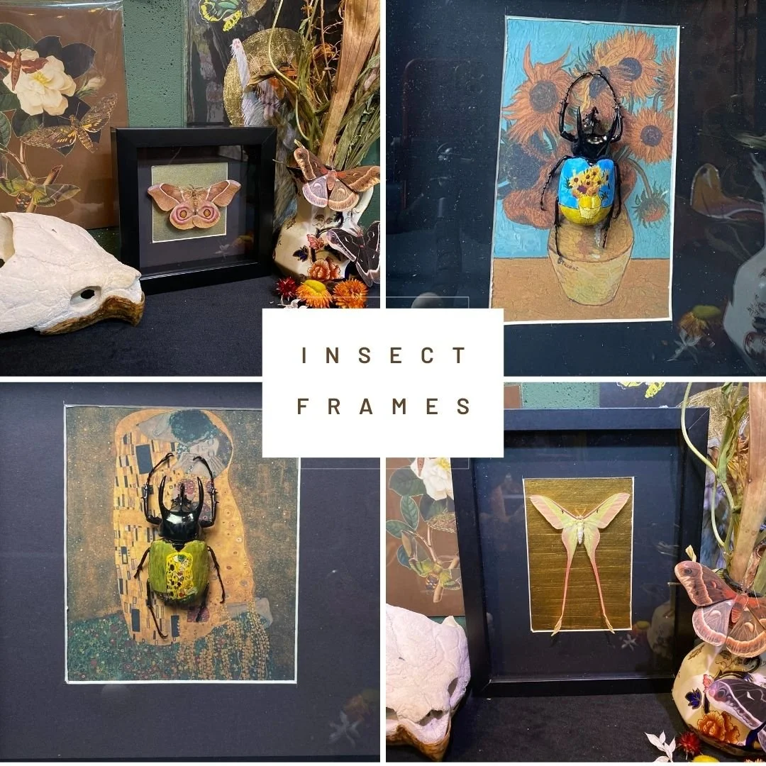 Insects Frame Of Moth & Flame