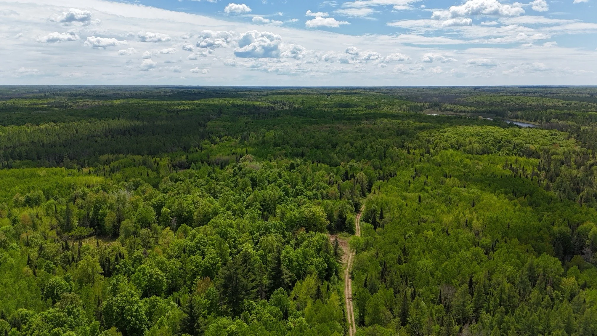 An arial view of a dense pine forest with a dirt road snaking through it highlighting some of the 119 acres for sale.
