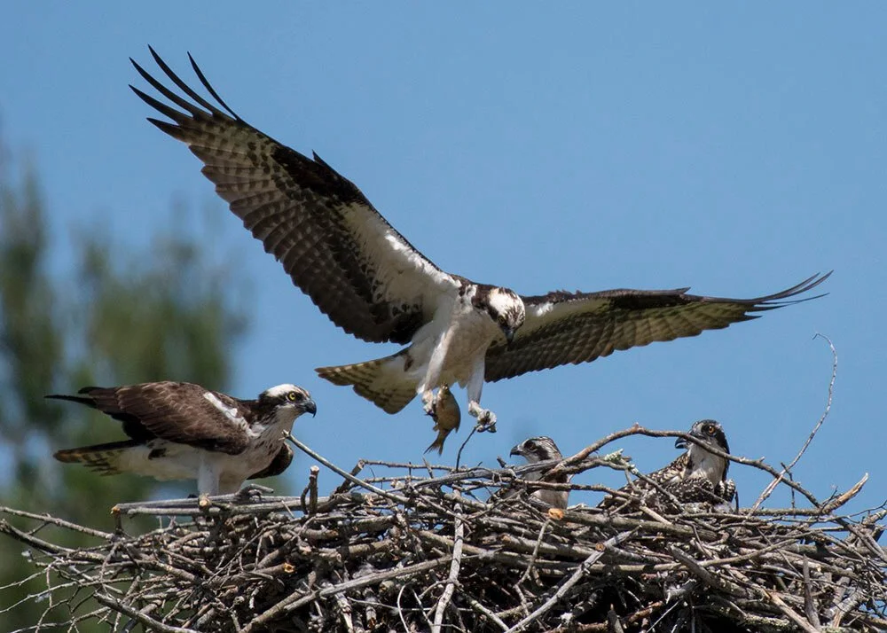 Author Event - Return of the Osprey by David Gessner