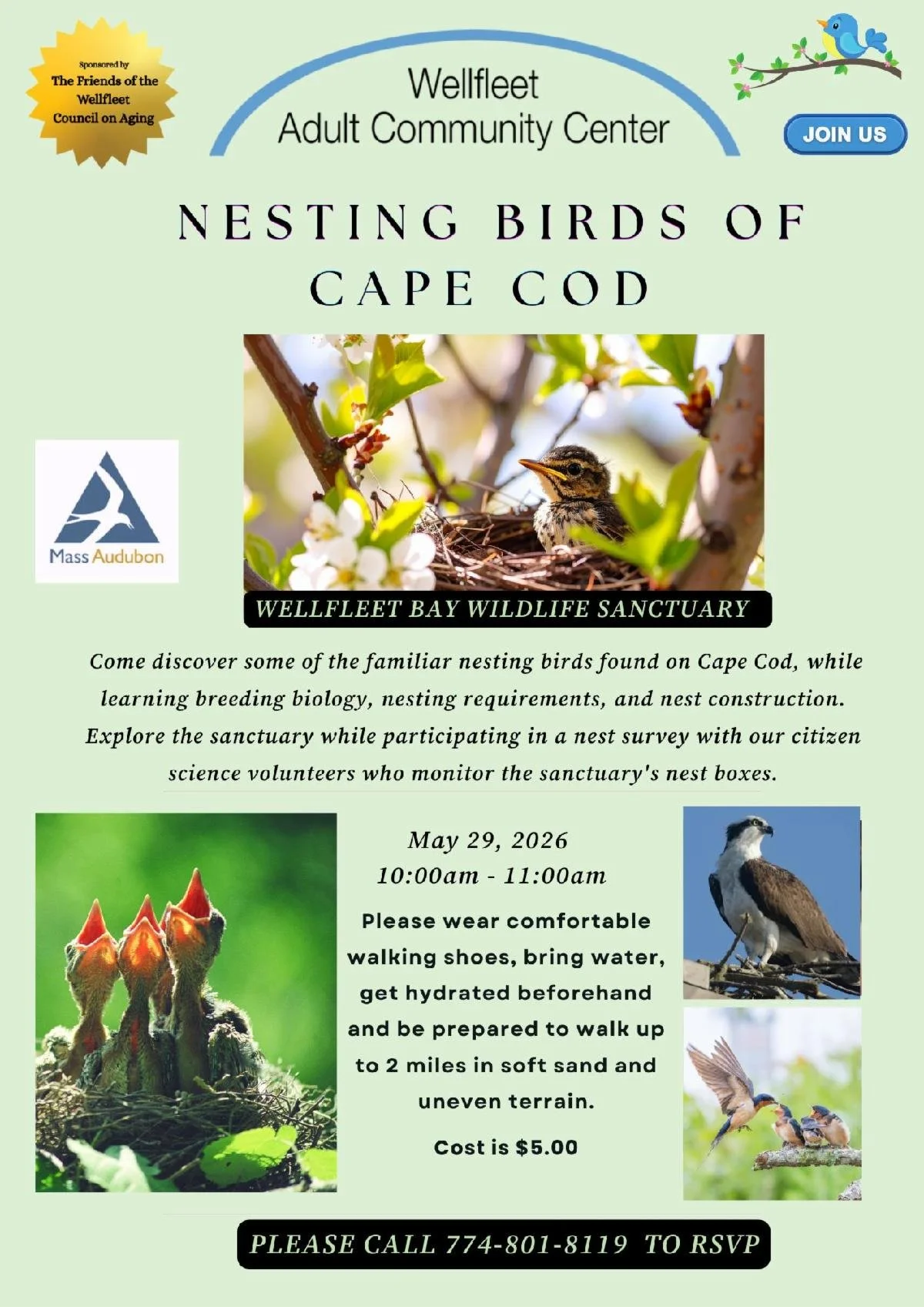 Nesting Birds of Cape Cod