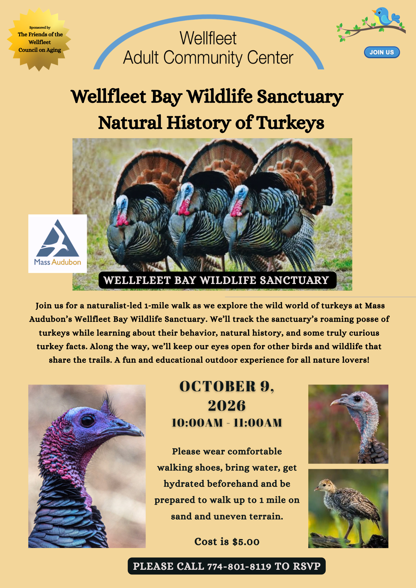 Natural History of Turkeys at Wellfleet Bay Wildlife Sanctuary