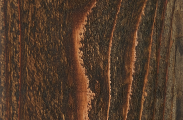 Chestnut-1-1.png