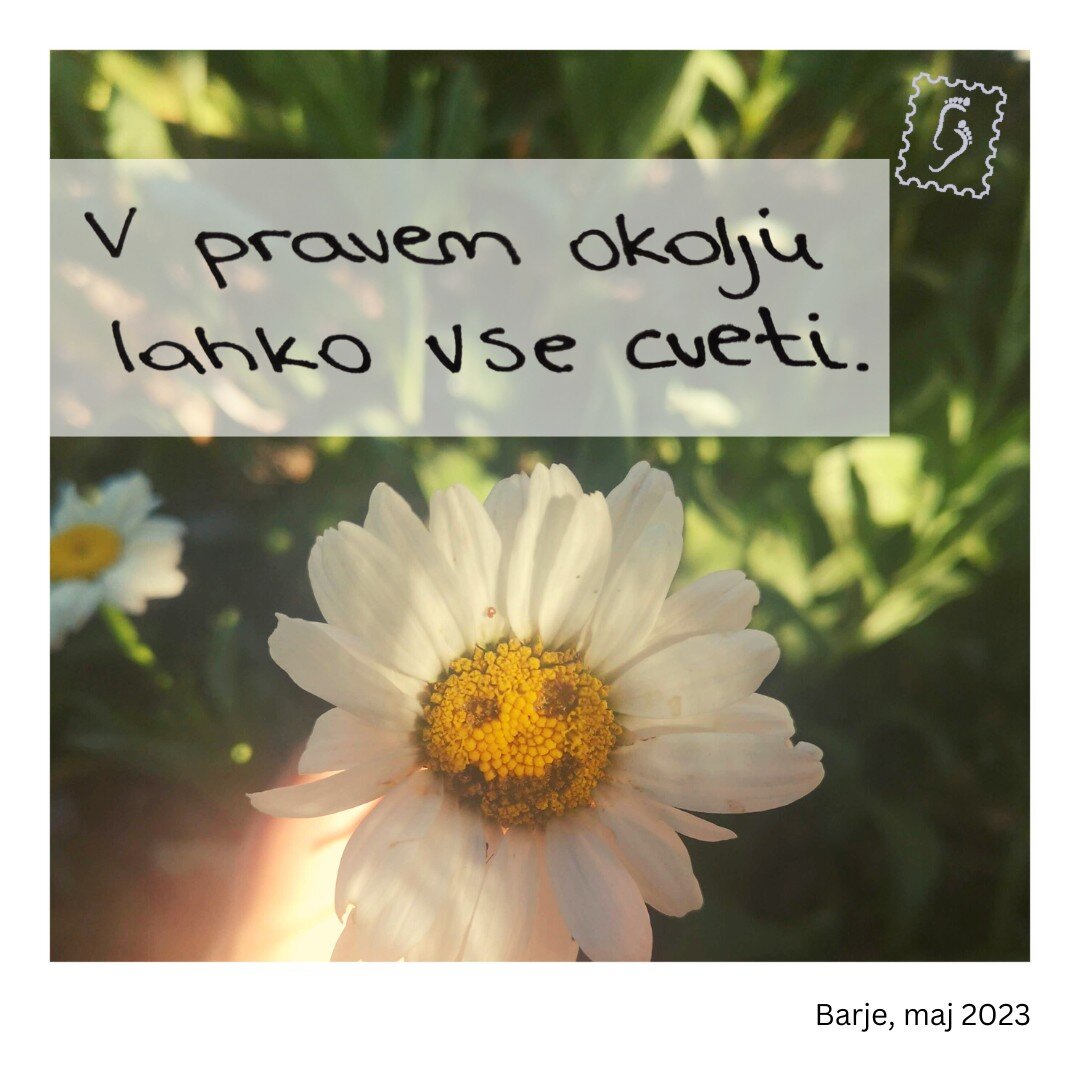 Nekaj let nazaj, ko sem prvič živela sama, sem kupila tudi svojo prvo rastlino in jo poimenovala Benjamin (da ne bo pomote, to je bilo ime in ne vrsta rastline). Po letih opazovanja babic, tet, mami in ostalih rožoljubov se mi je zdelo, da je biti &r