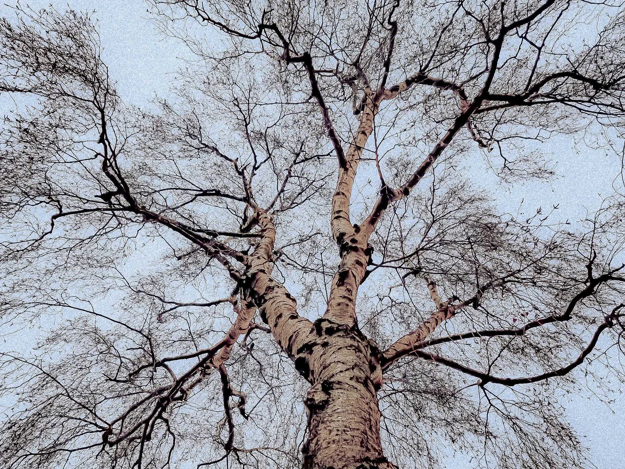 bare tree-winter.jpg