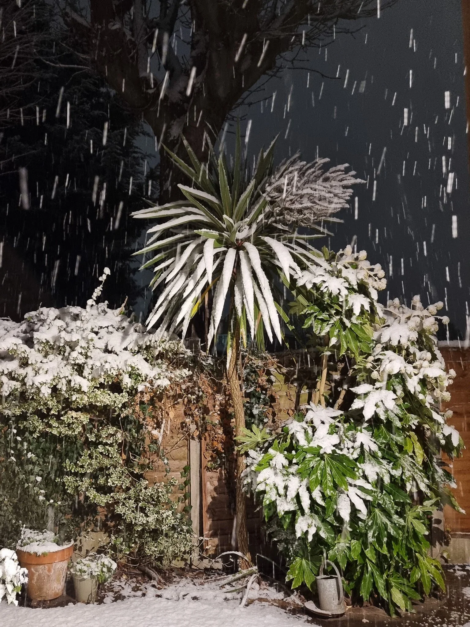 snow at night.jpg