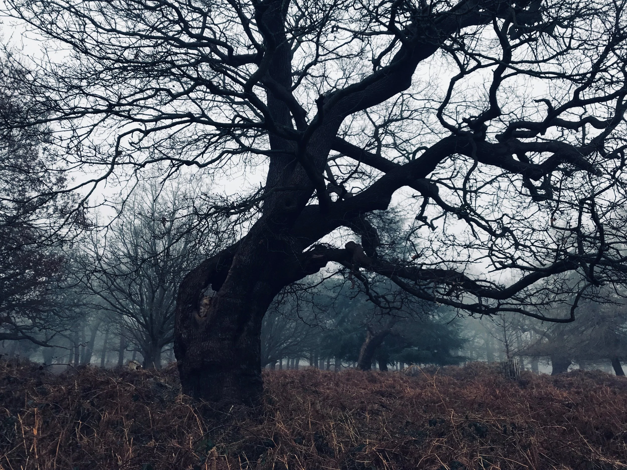 The Whispering Woods of Richmond Park