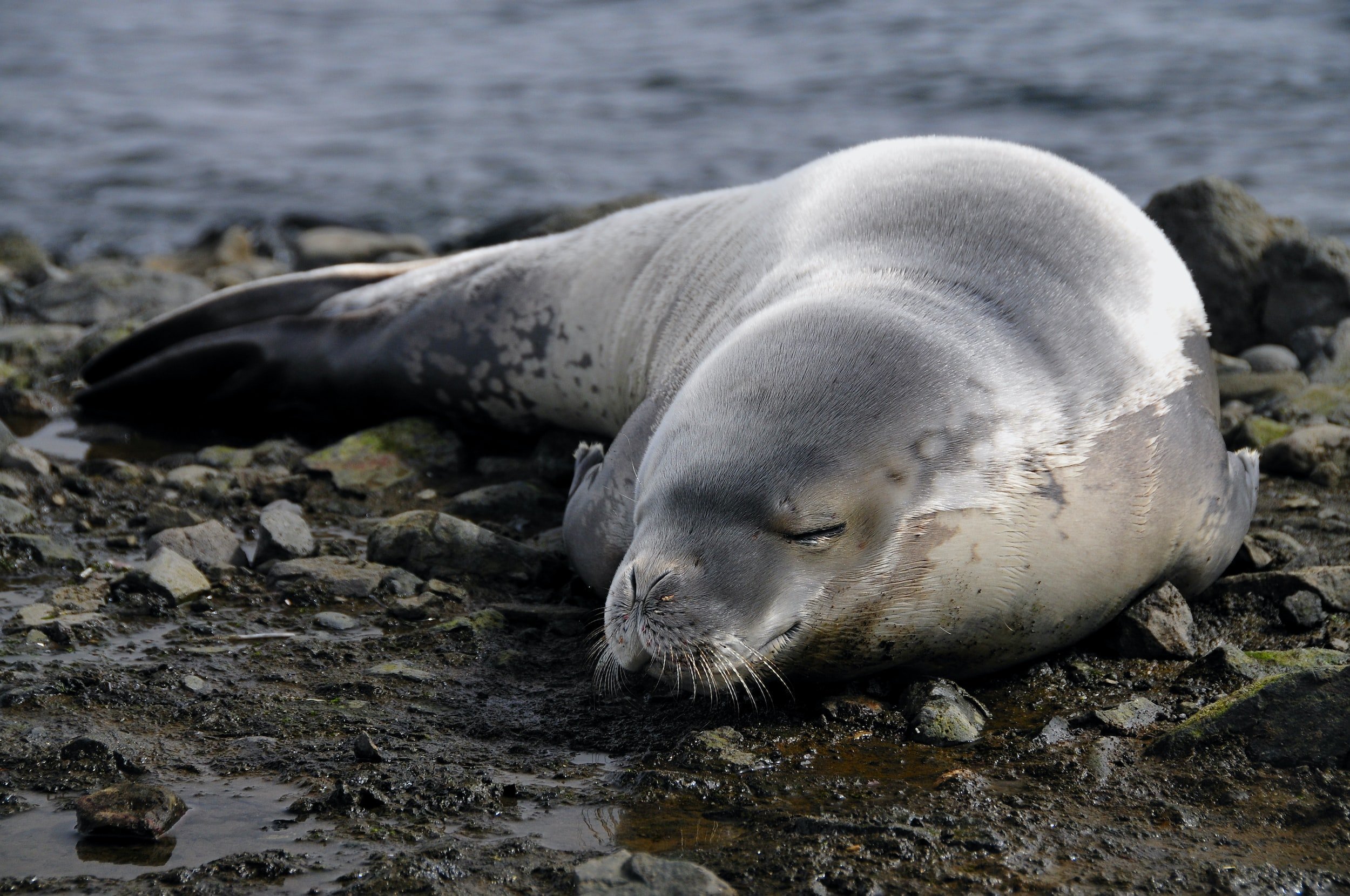 Grey Seal 