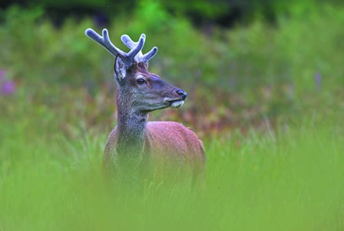 Red Deer 