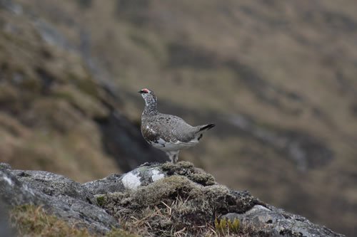 Ptarmigan