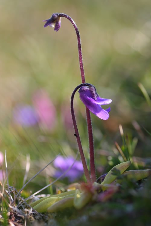 Butterwort