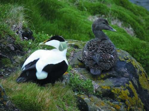 Eiders