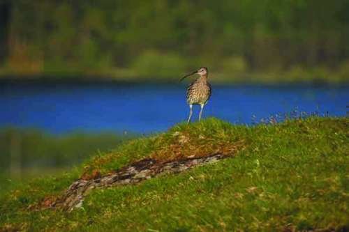 Curlew