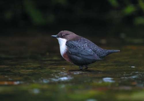 Dipper 