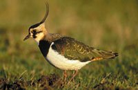 Lapwing