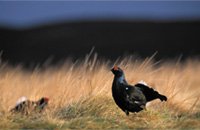 Black Grouse